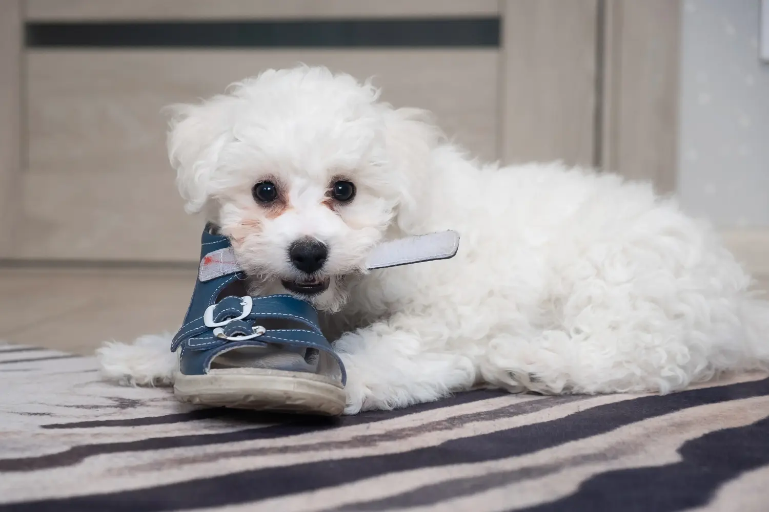 Buying a Bichon Frisé puppy means taking responsibility! Buy Bichon Frisé puppies.
