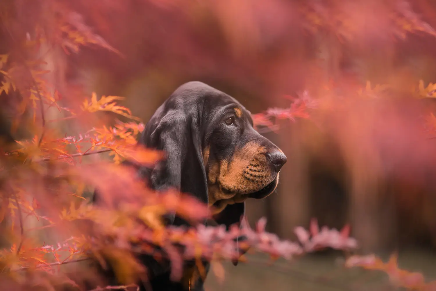 Buying a Black and Tan Coonhound puppy means taking responsibility! Buy Black and Tan Coonhound puppies.