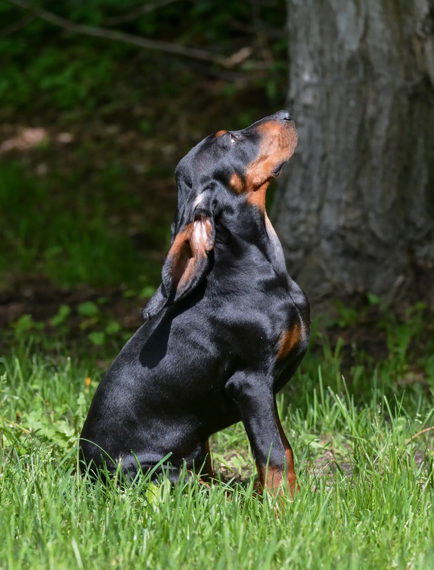 Buying a Black and Tan Coonhound puppy means taking responsibility! Buy Black and Tan Coonhound puppies.