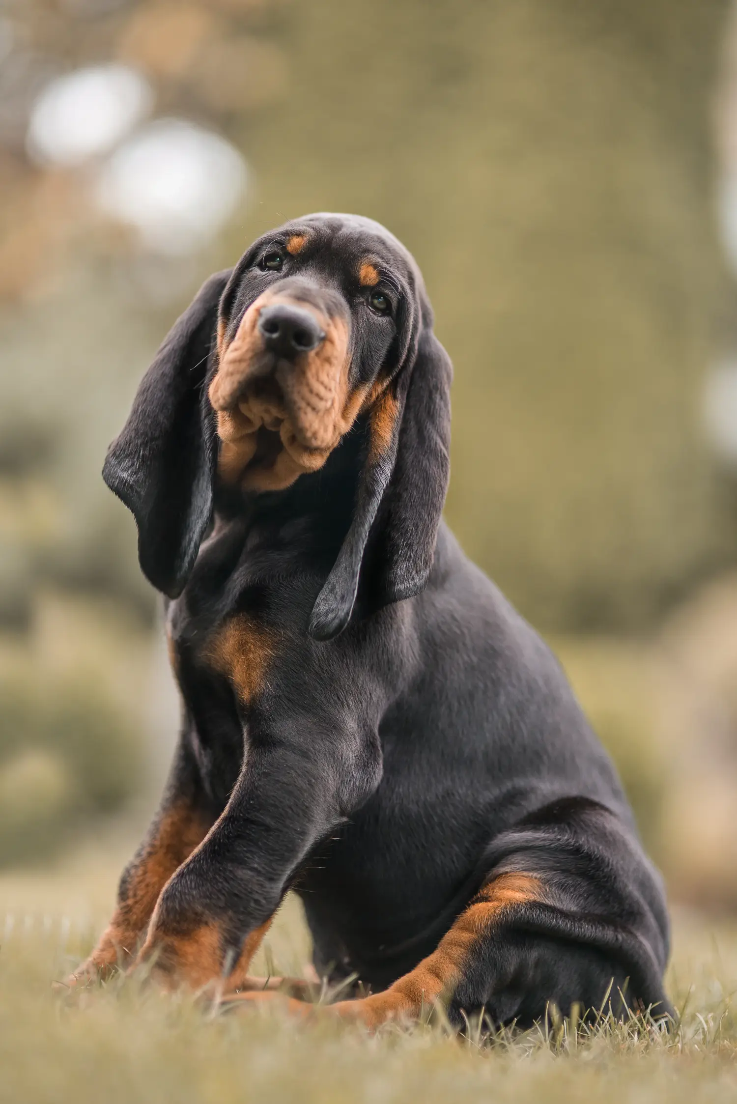 Buying a Black and Tan Coonhound puppy means taking responsibility! Buy Black and Tan Coonhound puppies.