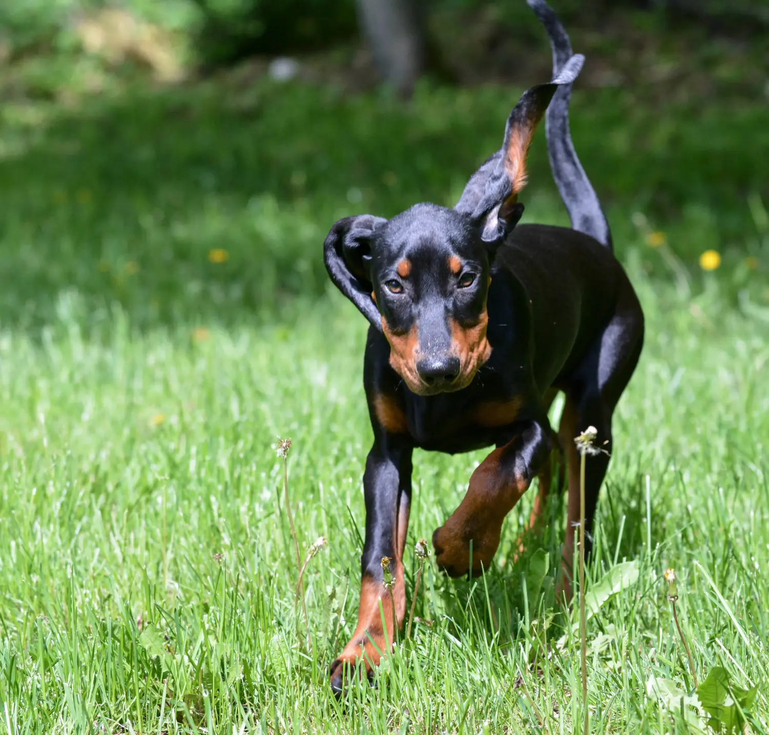 Buying a Black and Tan Coonhound puppy means taking responsibility! Buy Black and Tan Coonhound puppies.