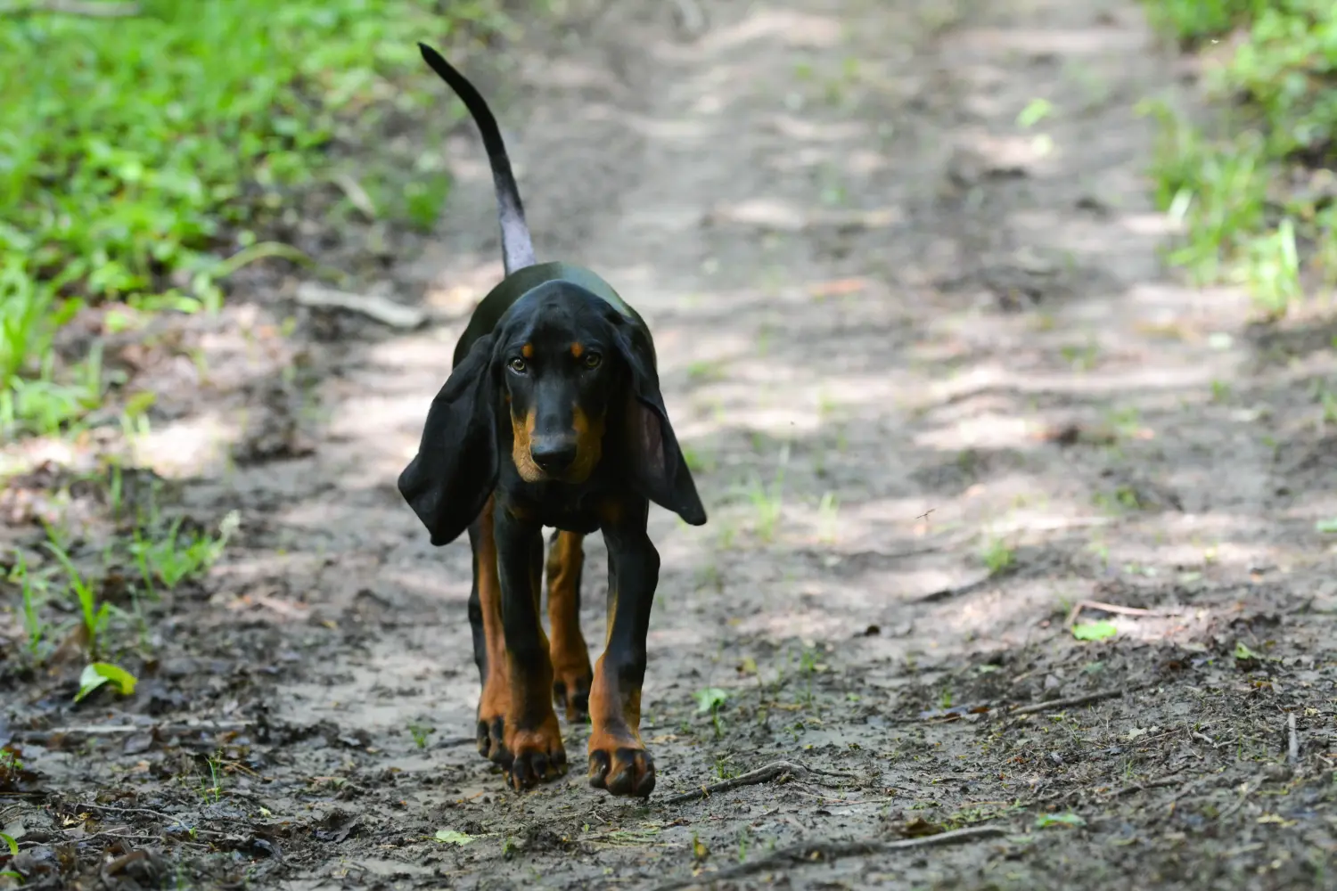 Buying a Black and Tan Coonhound puppy means taking responsibility! Buy Black and Tan Coonhound puppies.
