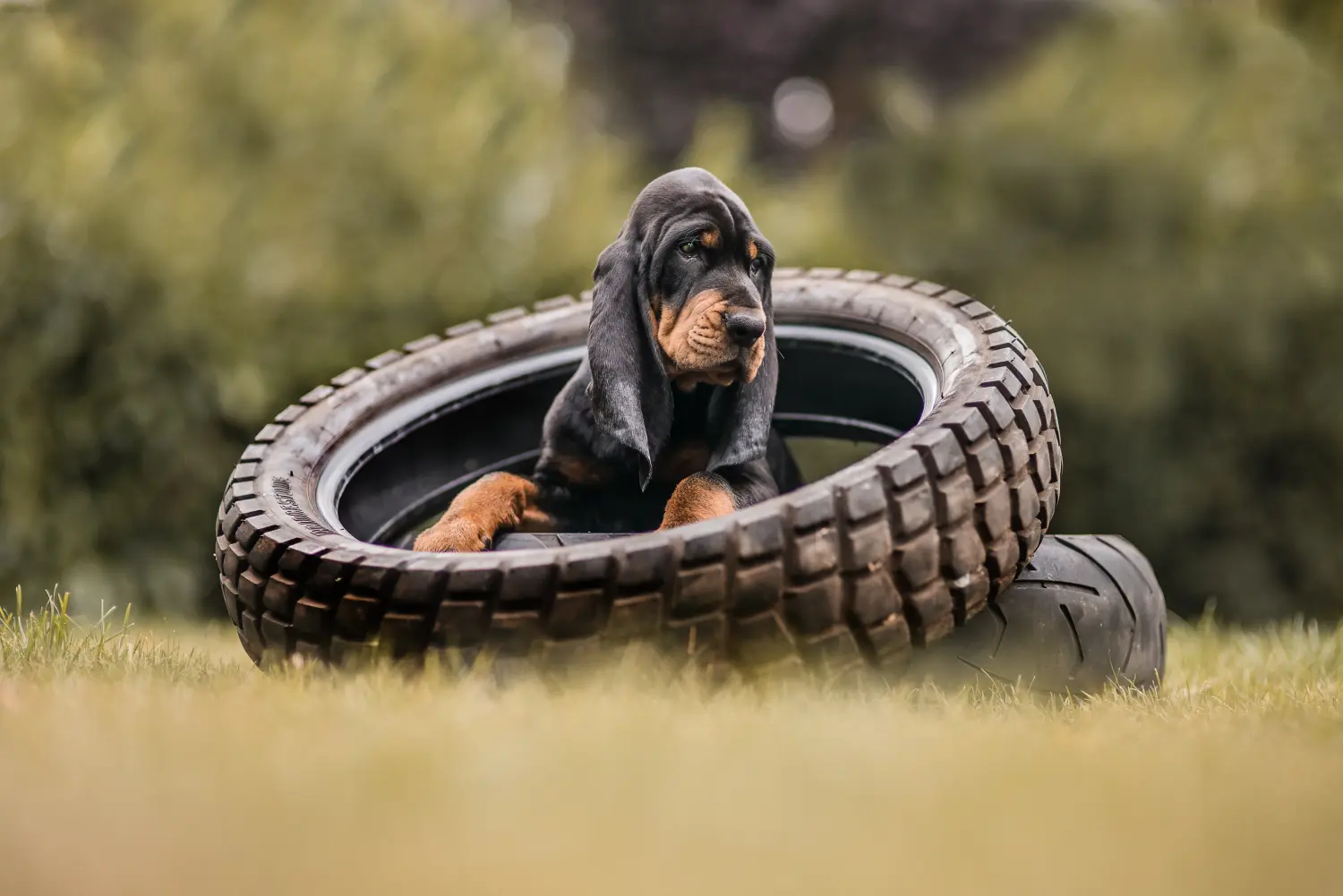 Buying a Black and Tan Coonhound puppy means taking responsibility! Buy Black and Tan Coonhound puppies.