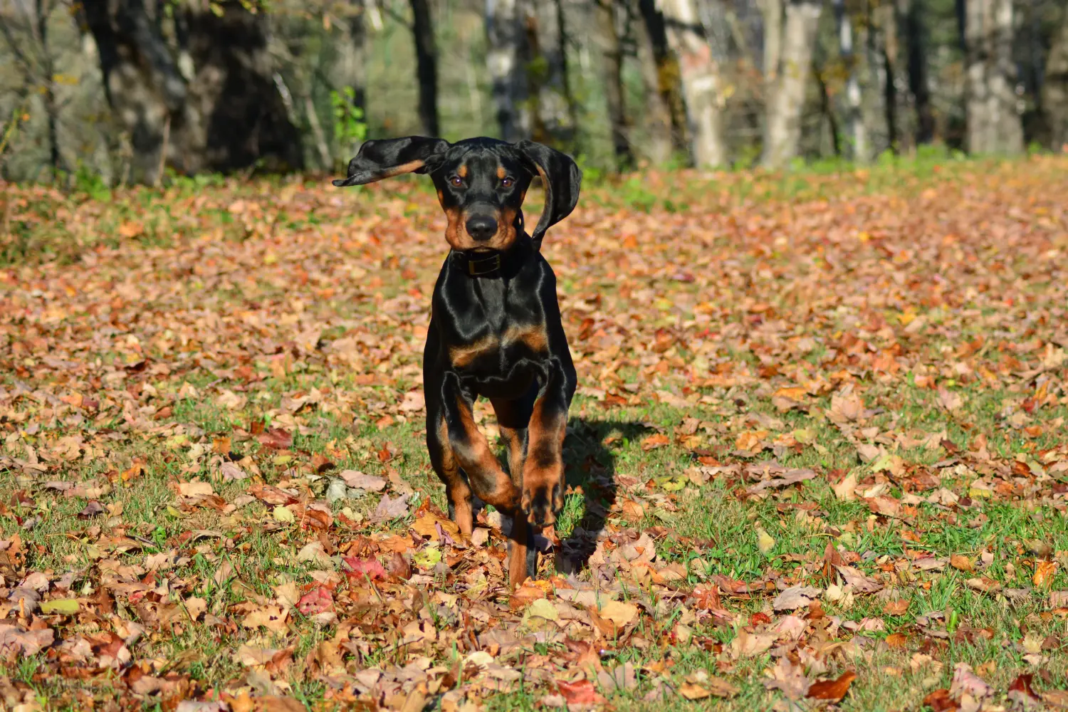 Buying a Black and Tan Coonhound puppy means taking responsibility! Buy Black and Tan Coonhound puppies.