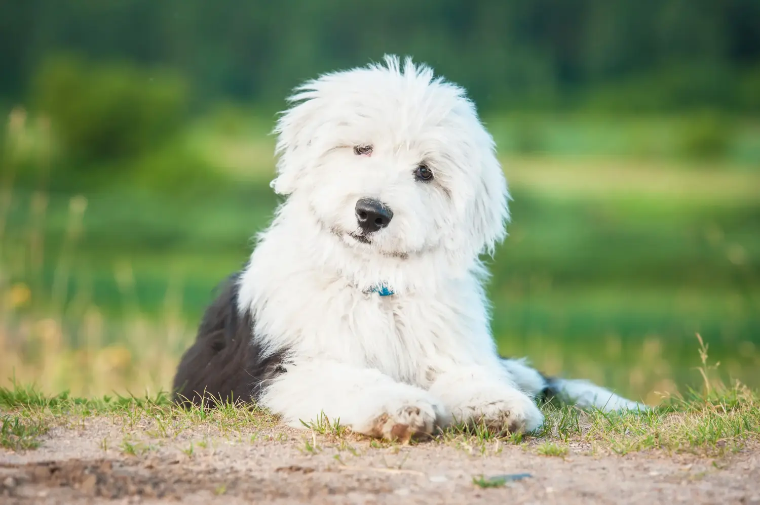 Buying a Bobtail puppy means taking responsibility! Buy Bobtail puppies.