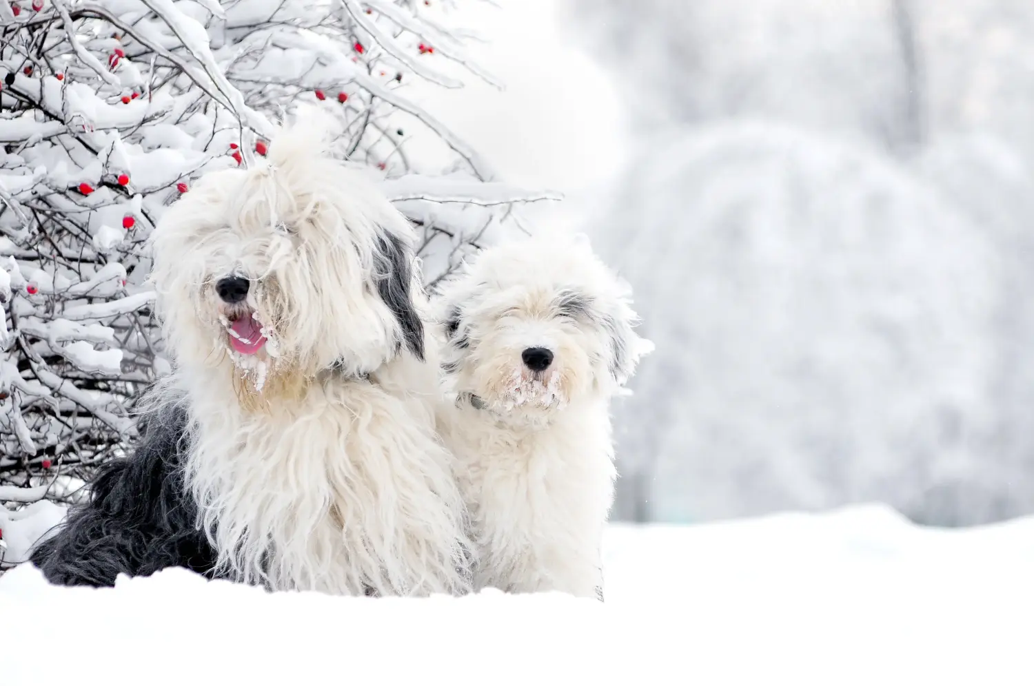 Buying a Bobtail puppy means taking responsibility! Buy Bobtail puppies.