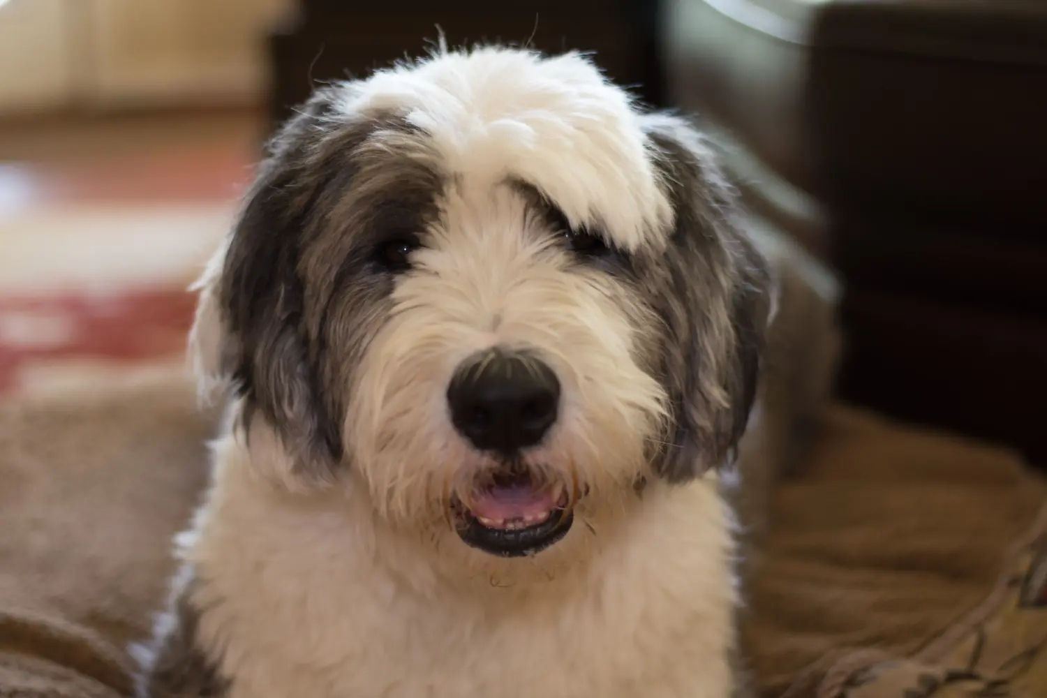 Buying a Bobtail puppy means taking responsibility! Buy Bobtail puppies.