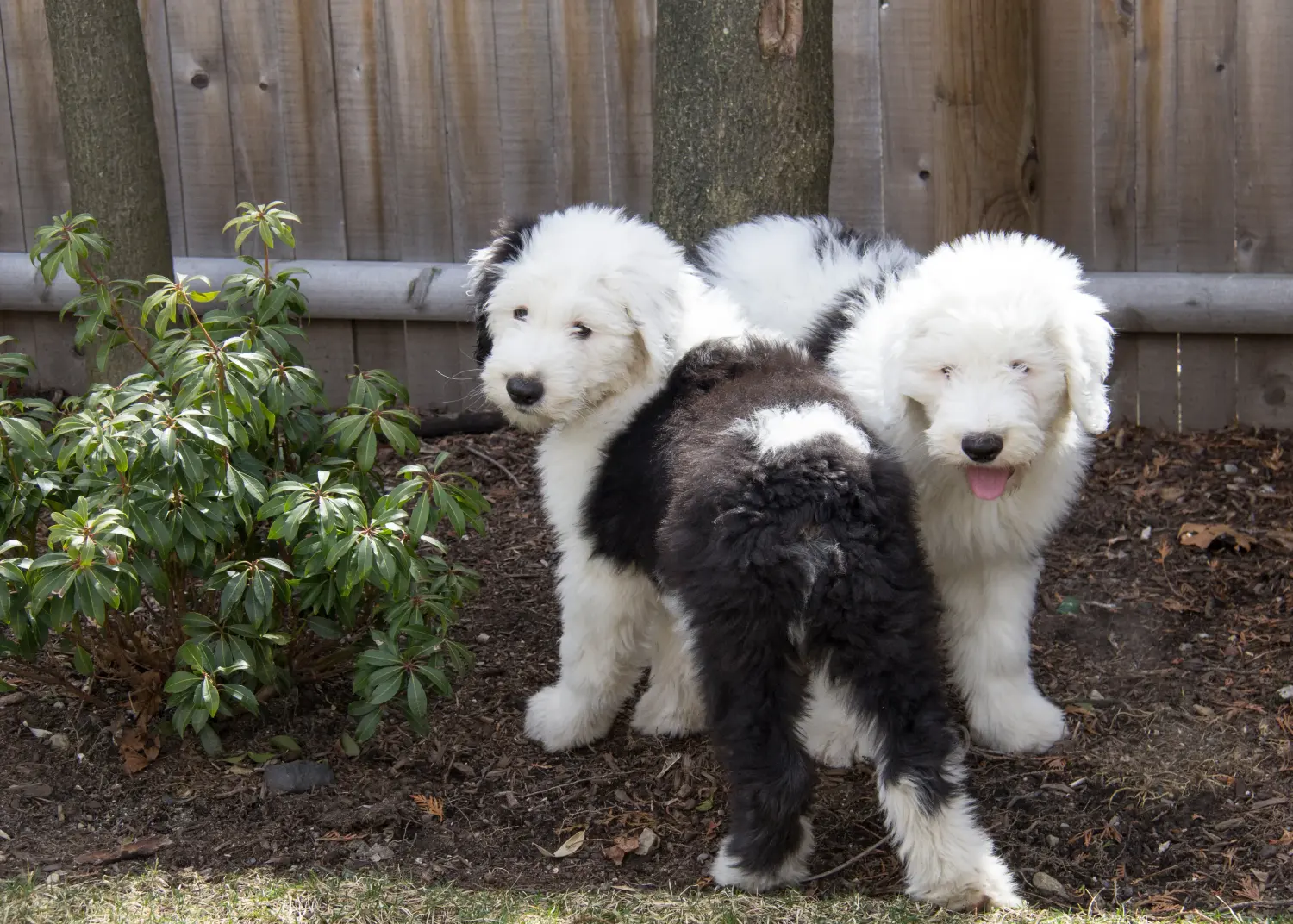 Buying a Bobtail puppy means taking responsibility! Buy Bobtail puppies.