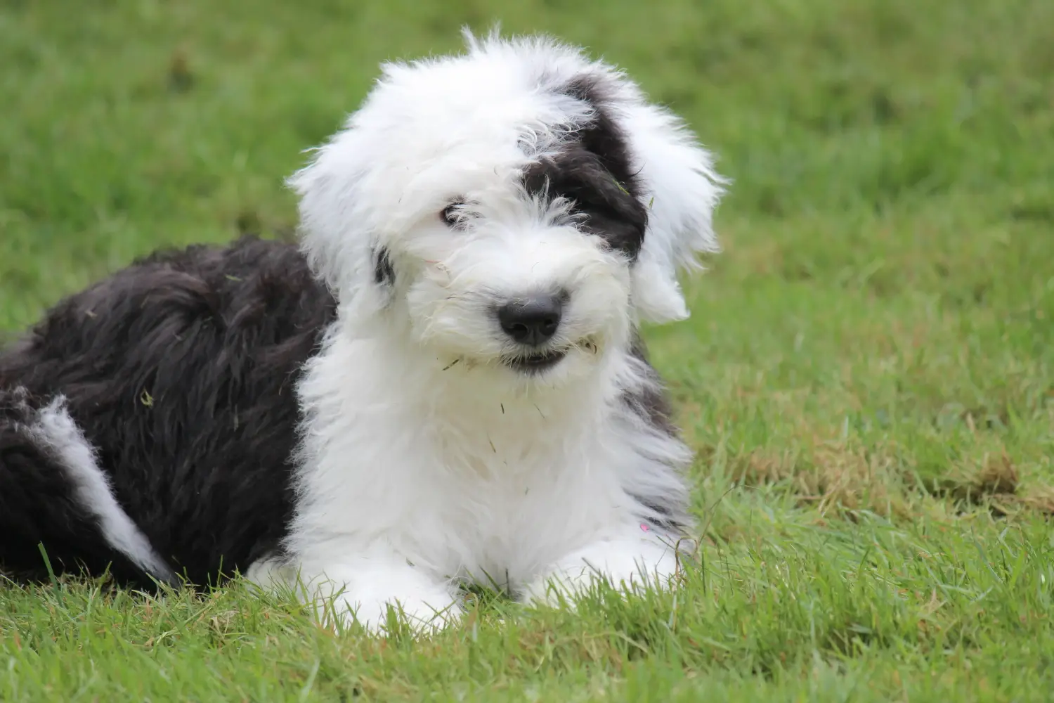 Buying a Bobtail puppy means taking responsibility! Buy Bobtail puppies.