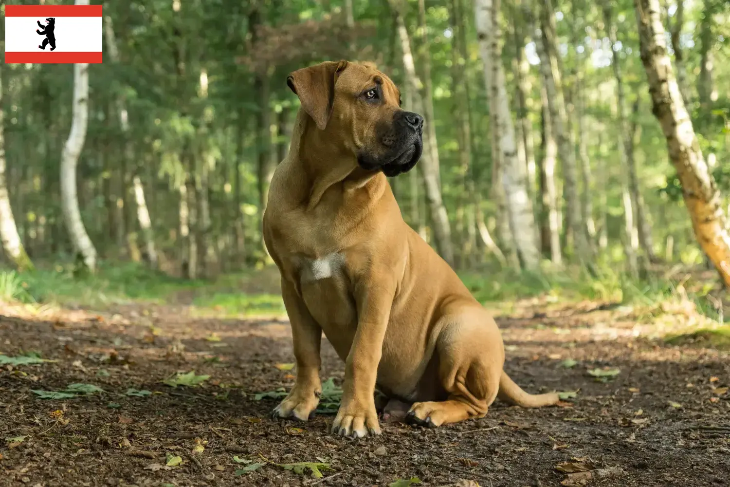 Boerboel puppies and breeders Berlin Here you can find Boerboels breeders in Berlin.