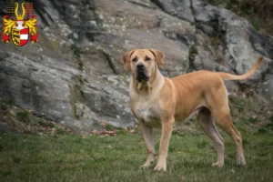 Read more about the article Boerboel breeders and puppies in Carinthia