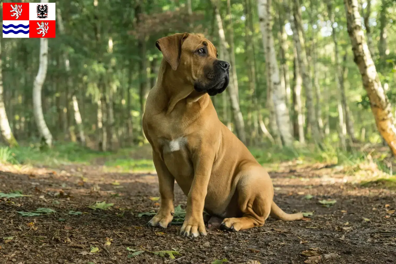 Boerboel puppies and breeders Central Bohemia Here you can find Boerboels breeders in Central Bohemia.