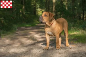 Read more about the article Boerboel breeders and puppies in North Brabant