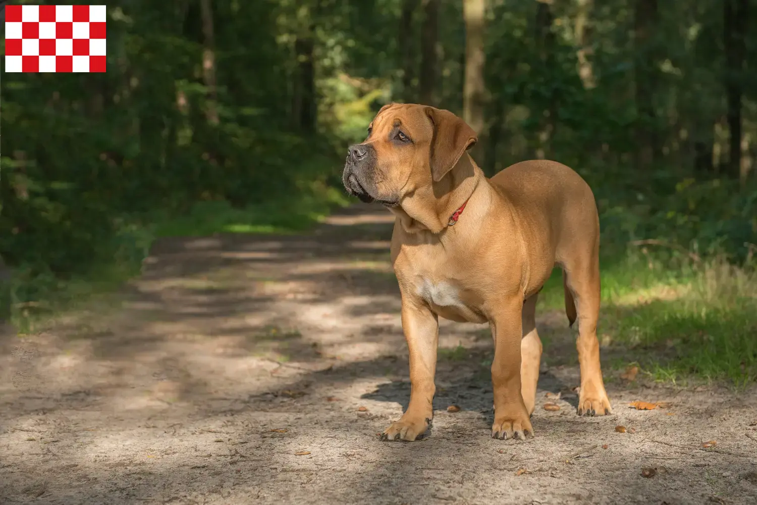 Boerboel puppies and breeders North Brabant Here you can find Boerboels breeders in North Brabant.