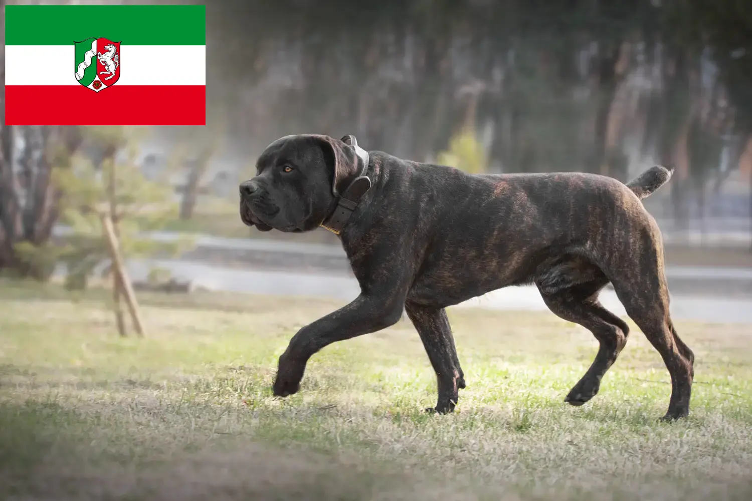 Boerboel puppies and breeders North Rhine-Westphalia Here you can find Boerboels breeders in North Rhine-Westphalia.