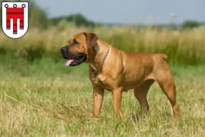 Read more about the article Boerboel breeders and puppies in Vorarlberg