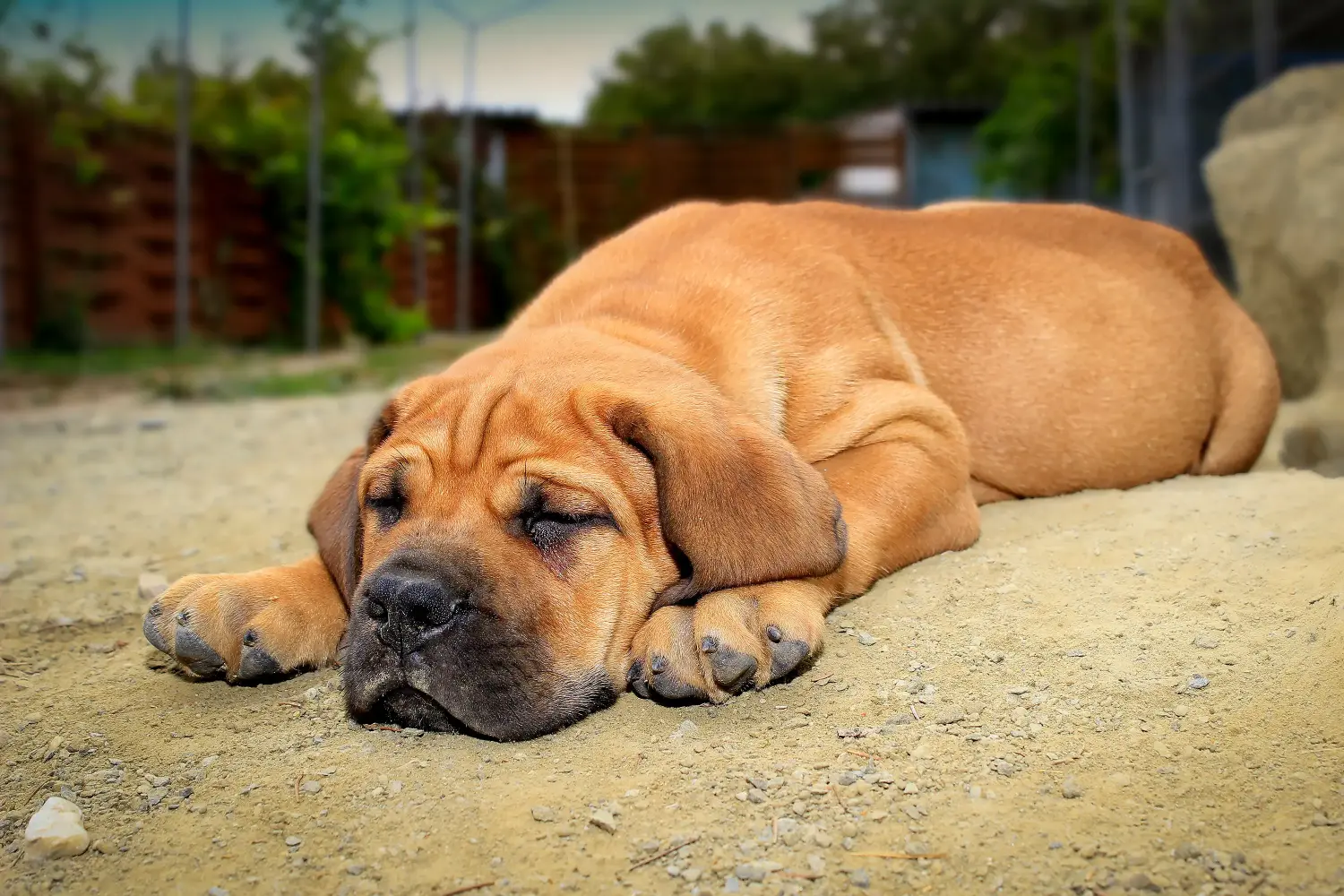Buying a Boerboel puppy means taking responsibility! Buy Boerboel puppies.
