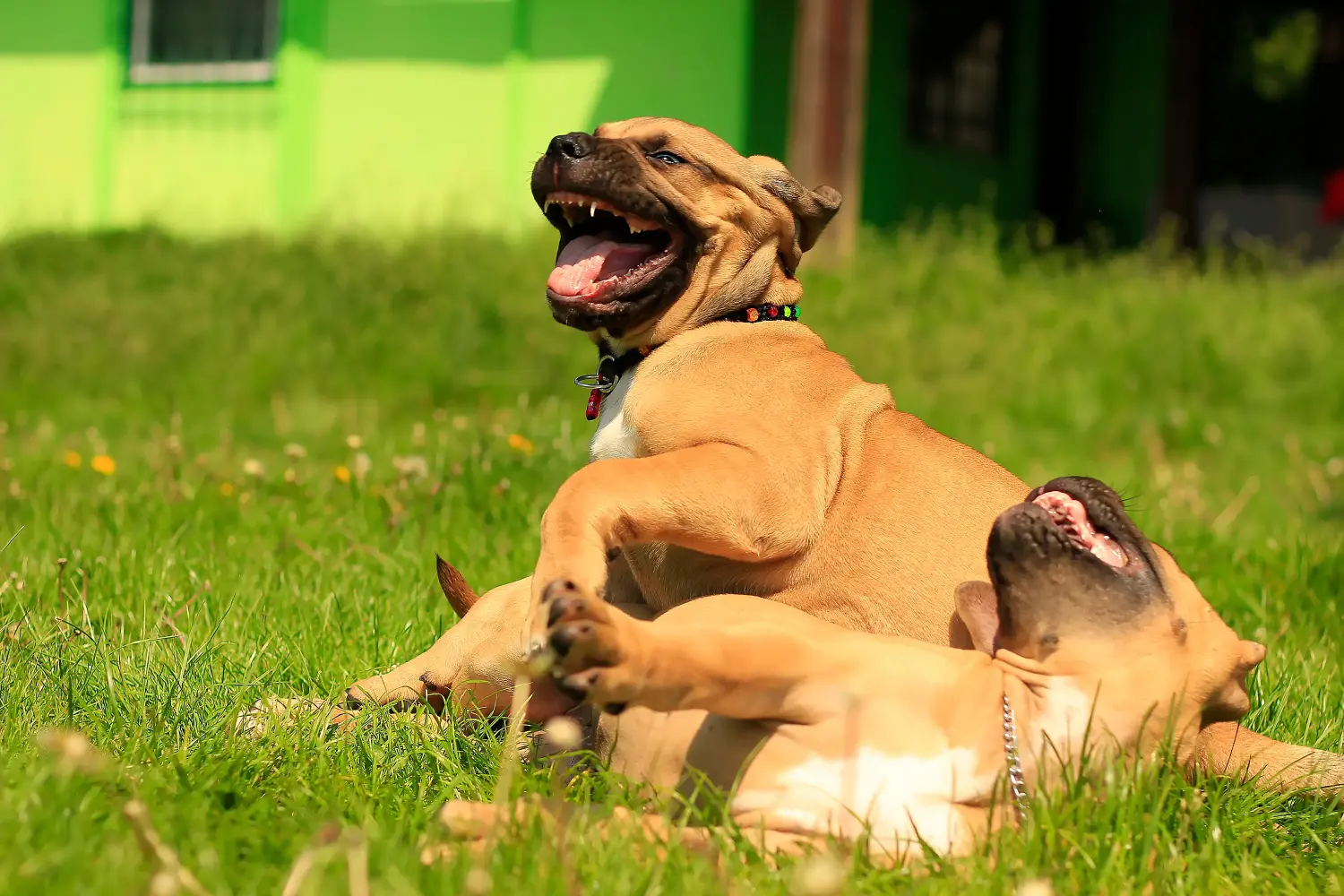 Buying a Boerboel puppy means taking responsibility! Buy Boerboel puppies.