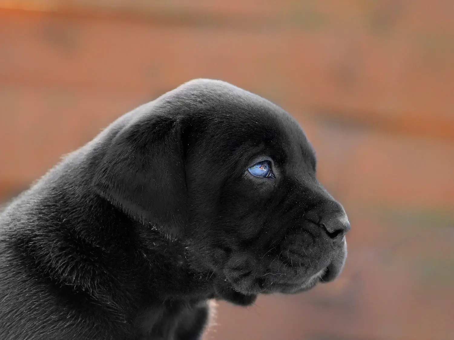Buying a Boerboel puppy means taking responsibility! Buy Boerboel puppies.