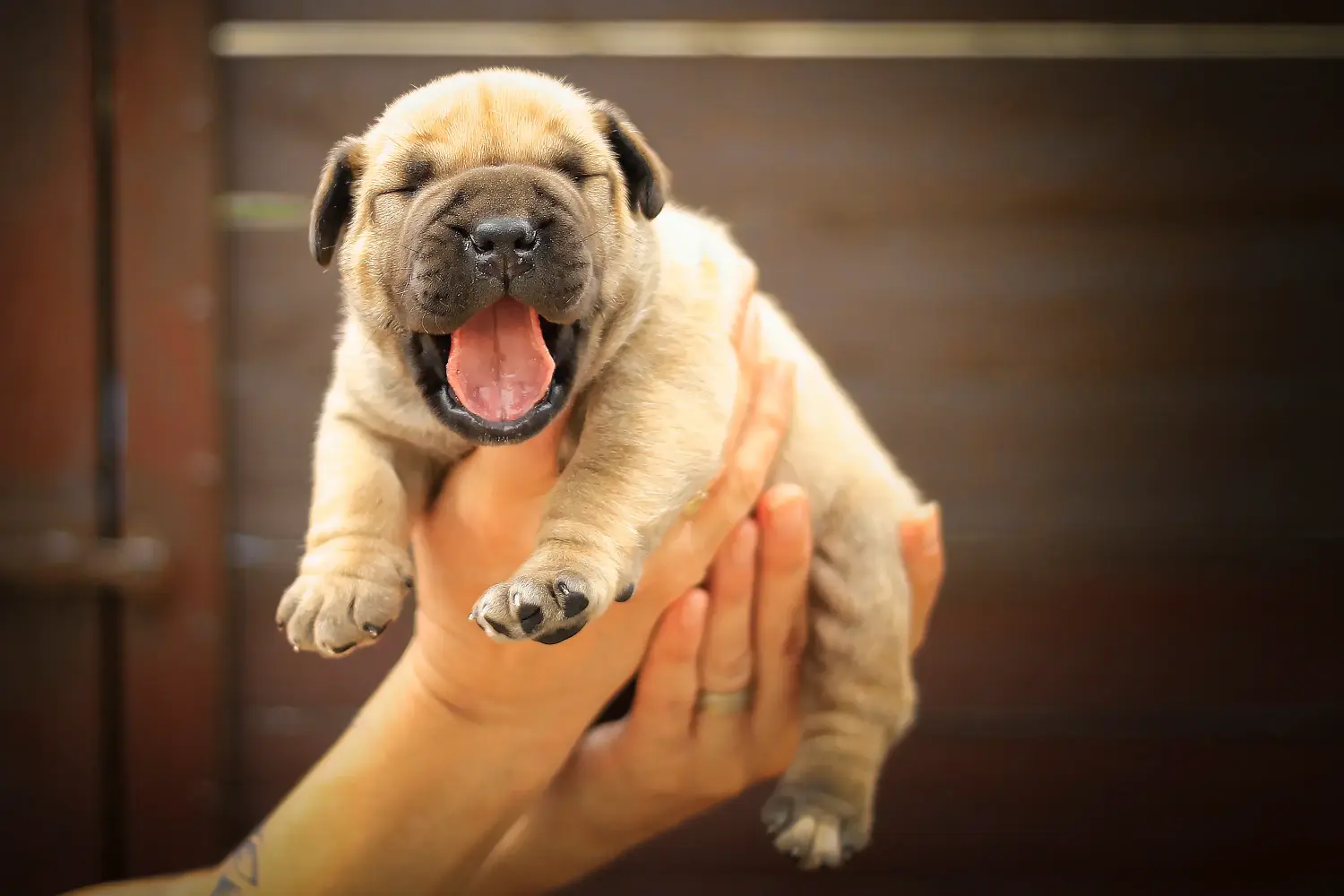 Buying a Boerboel puppy means taking responsibility! Buy Boerboel puppies.