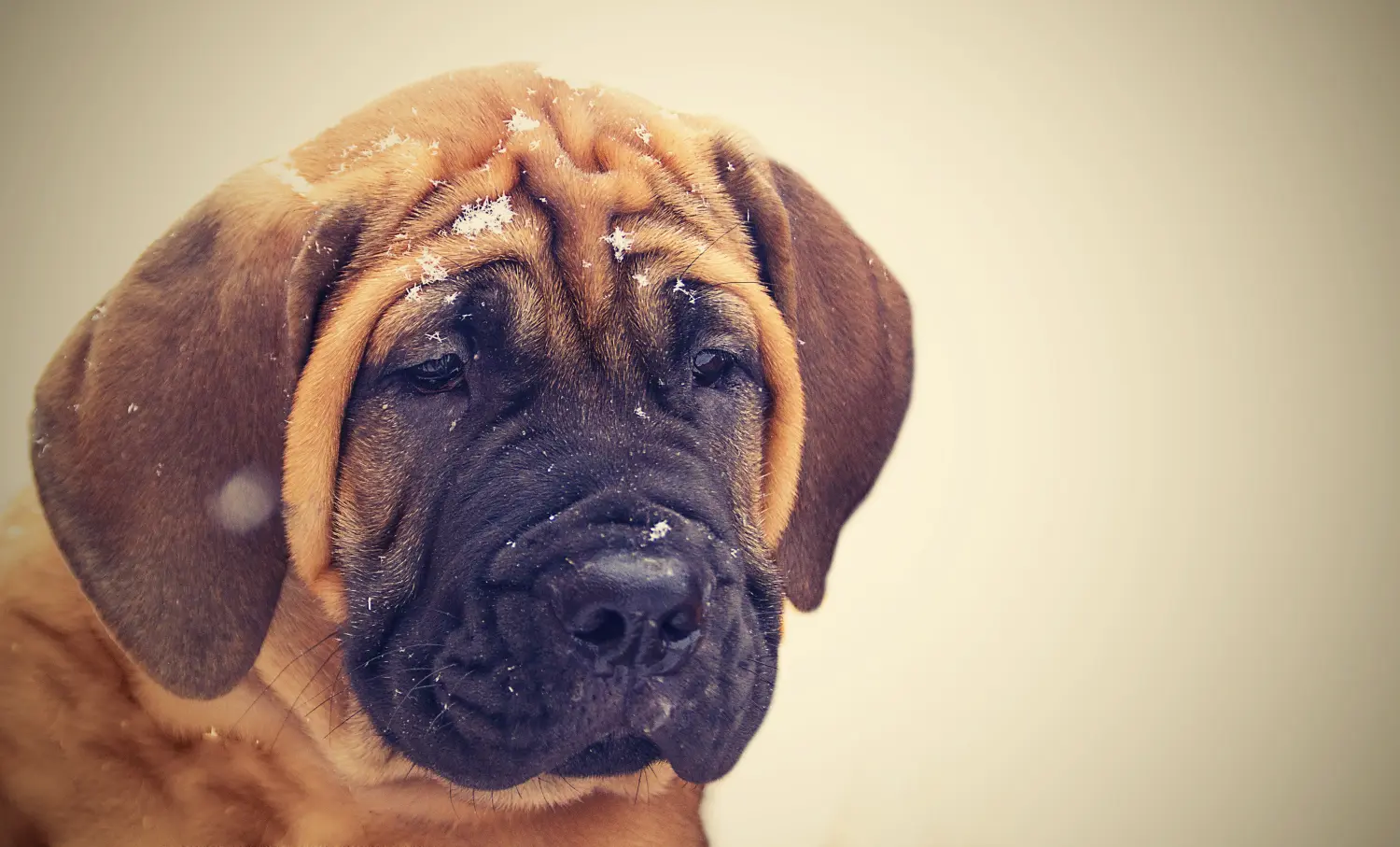 Buying a Boerboel puppy means taking responsibility! Buy Boerboel puppies.