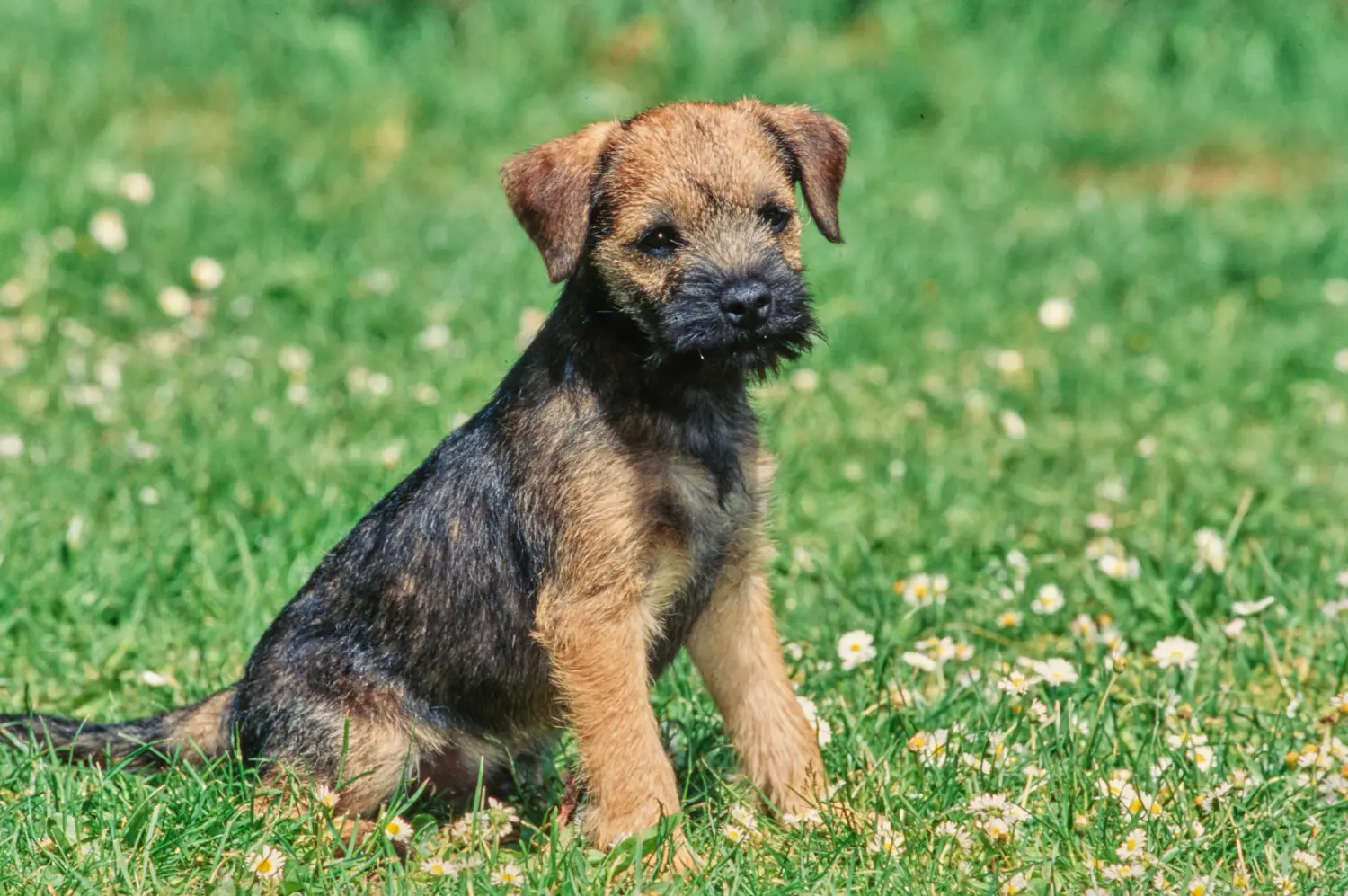 Buying a Border Terrier puppy means taking responsibility! Buy Border Terrier puppies.