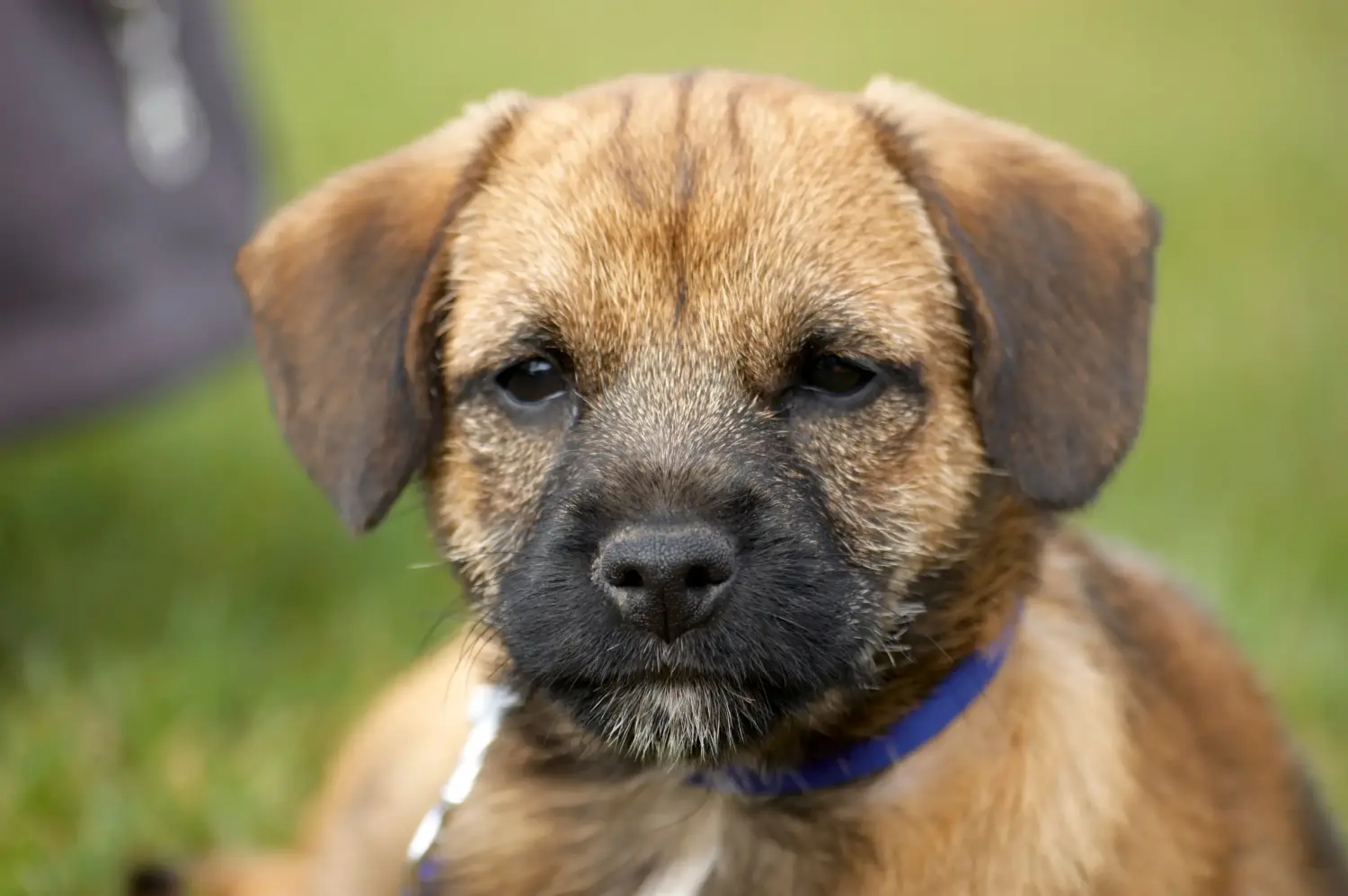 Buying a Border Terrier puppy means taking responsibility! Buy Border Terrier puppies.