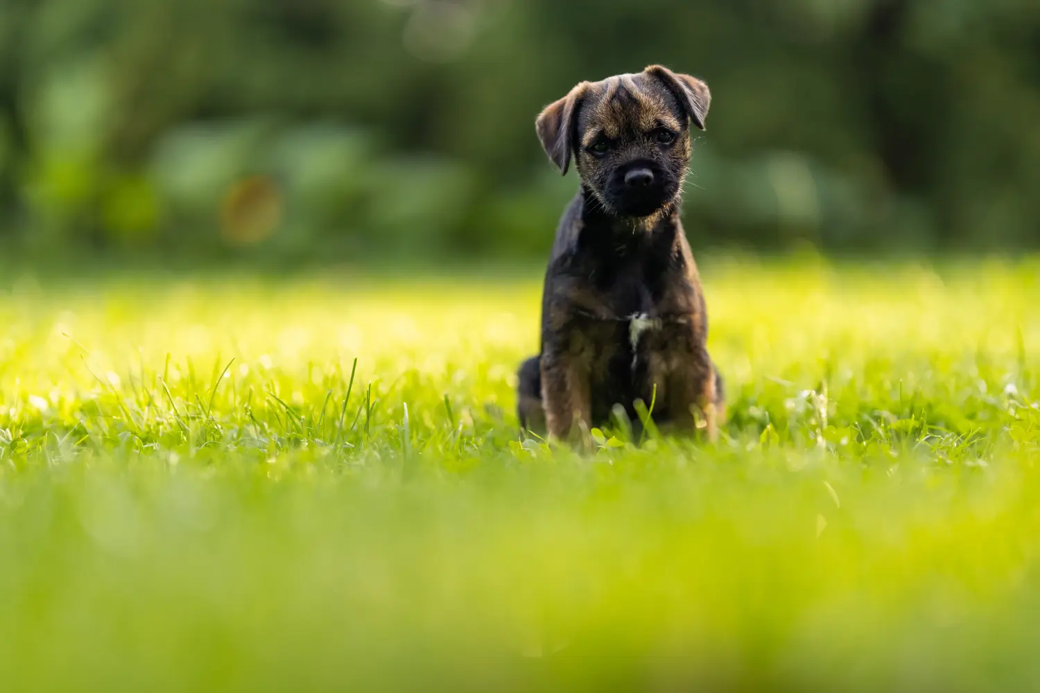 Buying a Border Terrier puppy means taking responsibility! Buy Border Terrier puppies.