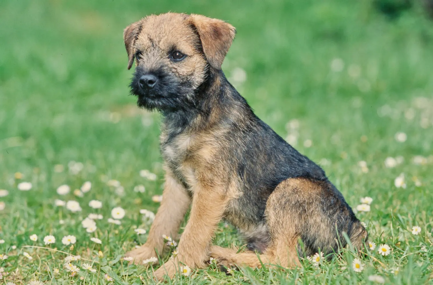 Buying a Border Terrier puppy means taking responsibility! Buy Border Terrier puppies.