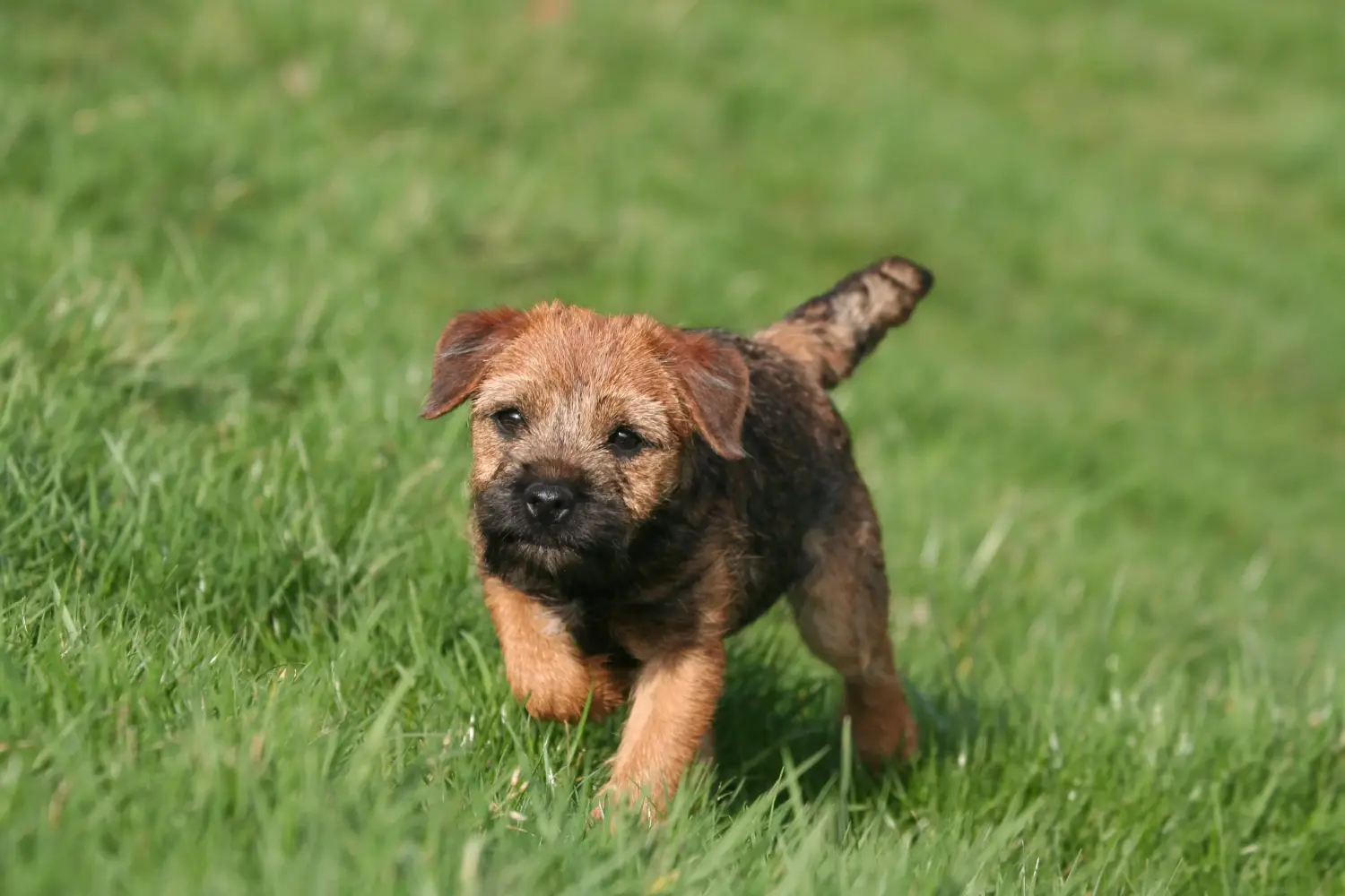 Buying a Border Terrier puppy means taking responsibility! Buy Border Terrier puppies.