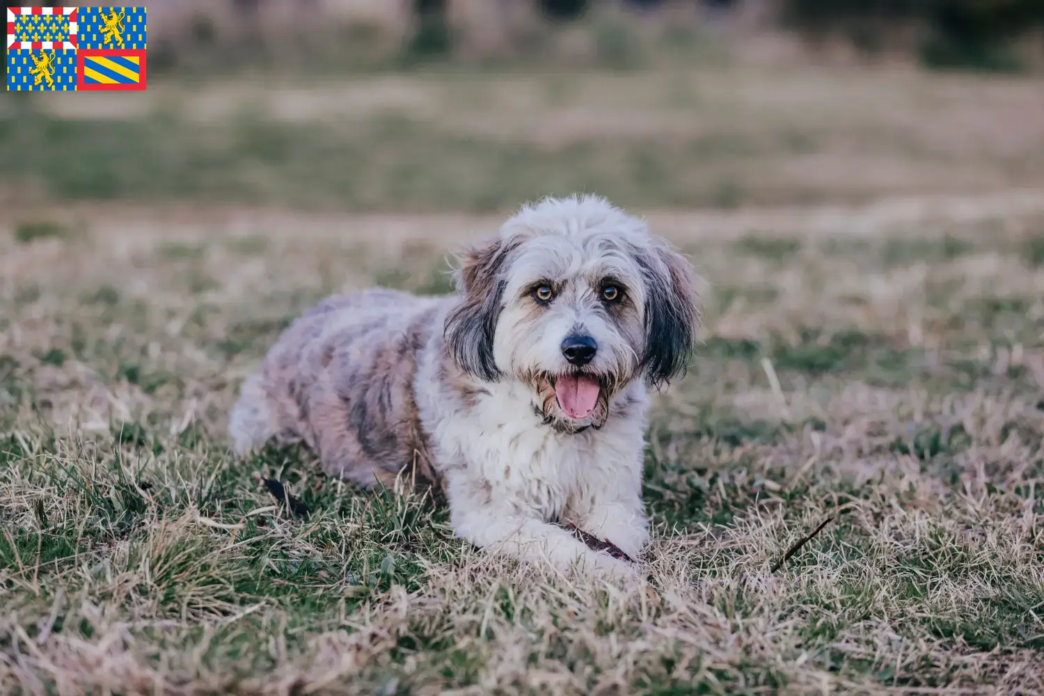 Bordoodle puppies and breeders Bourgogne-Franche-Comté Find Bordoodles breeders in Bourgogne-Franche-Comté.