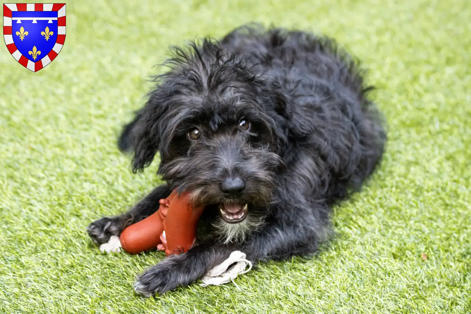 Bordoodle puppies and breeders Centre-Val de Loire Find Bordoodles breeders in Centre-Val de Loire here.