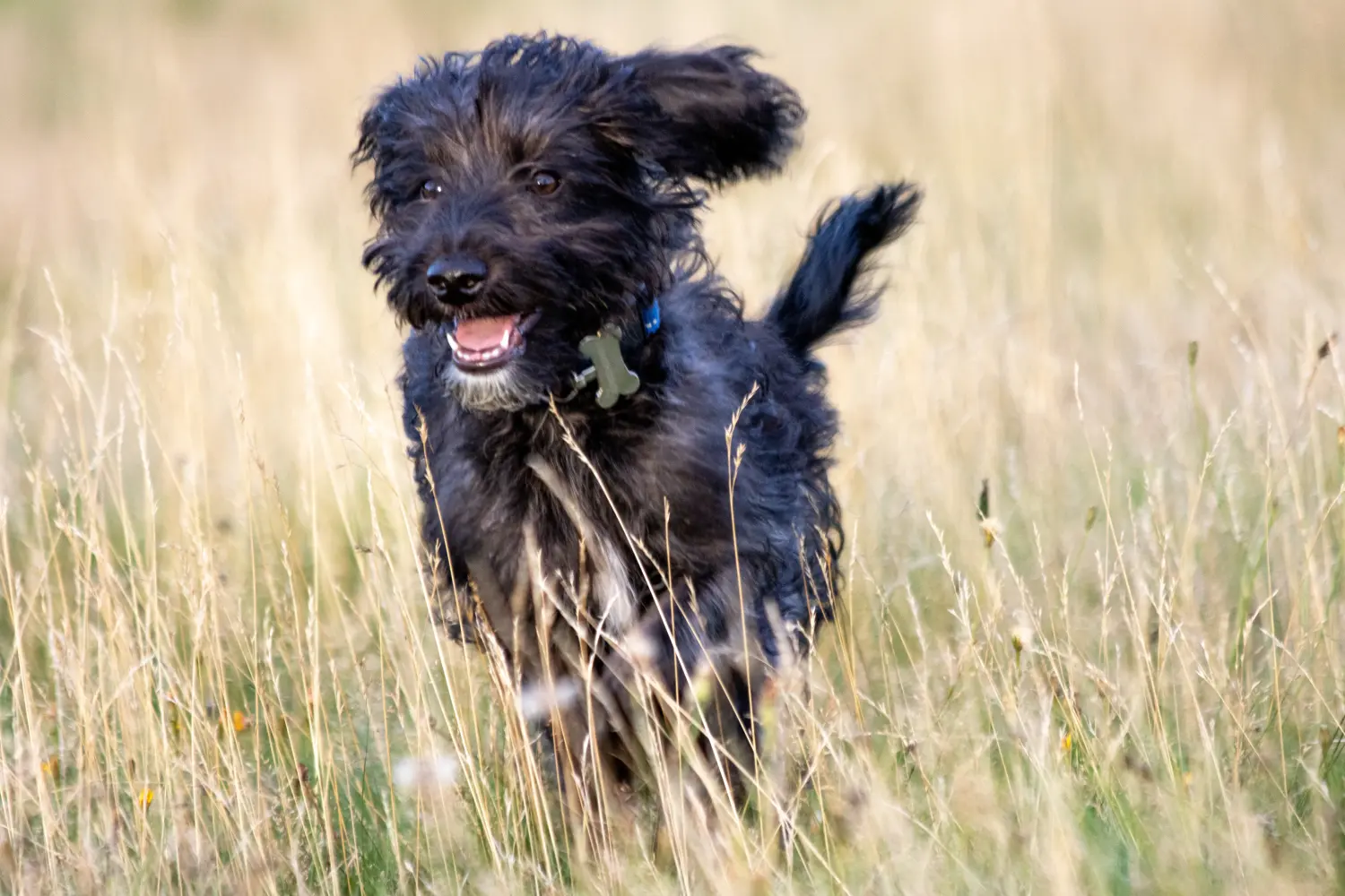 Buying a Bordoodle puppy means taking responsibility! Buy Bordoodle puppies.