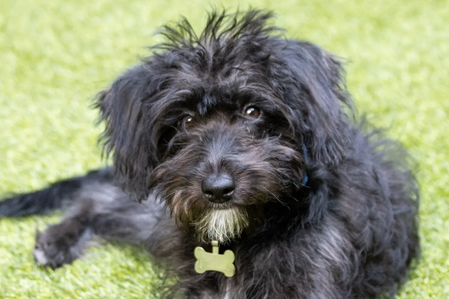 Buying a Bordoodle puppy means taking responsibility! Buy Bordoodle puppies.