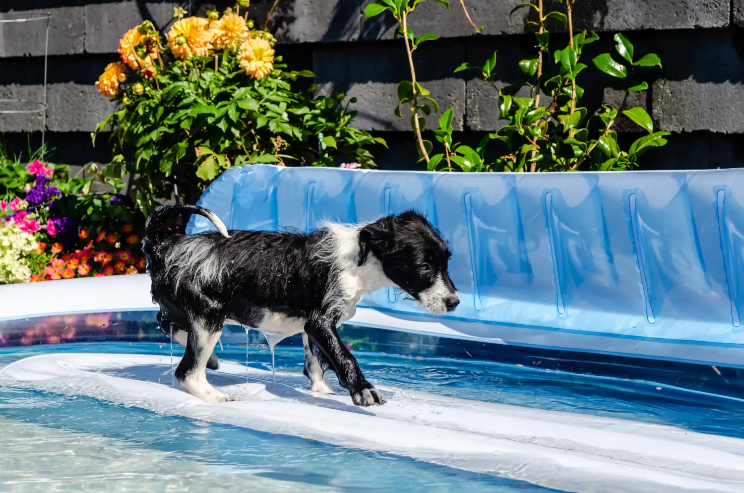 Buying a Bordoodle puppy means taking responsibility! Buy Bordoodle puppies.