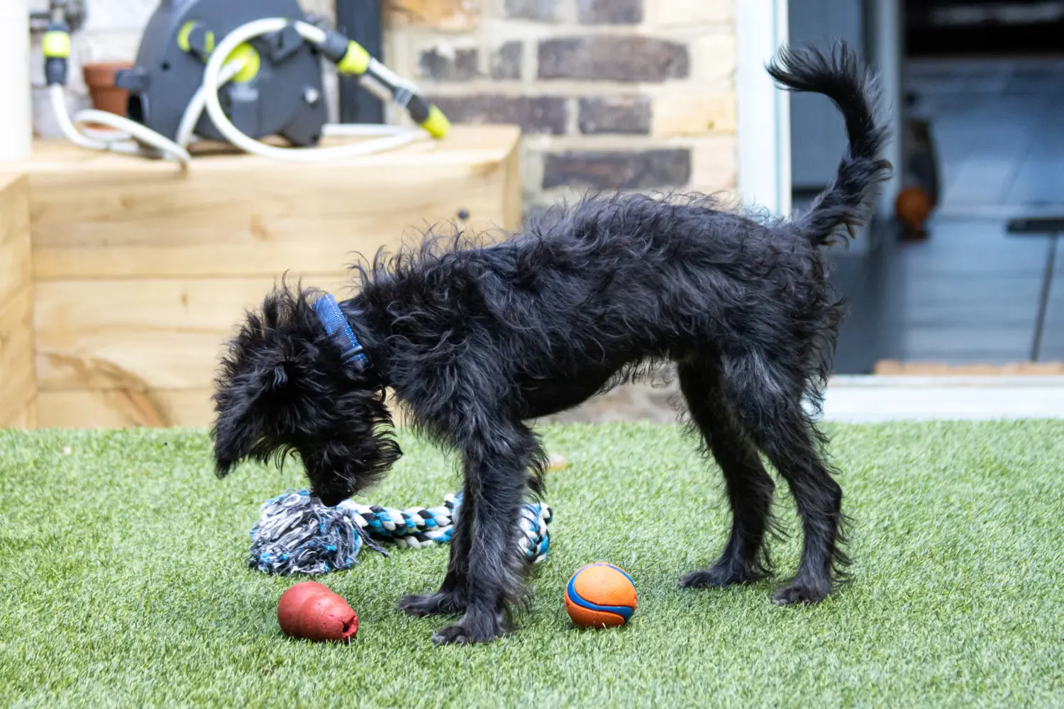 Buying a Bordoodle puppy means taking responsibility! Buy Bordoodle puppies.