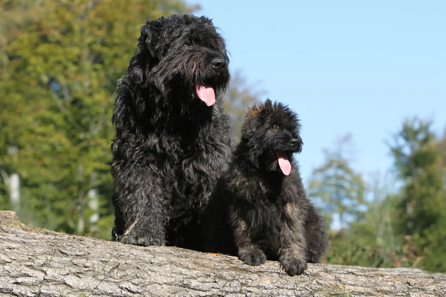 Buying a Bouvier des Flandres puppy means taking responsibility! Buy Bouvier des Flandres puppies.