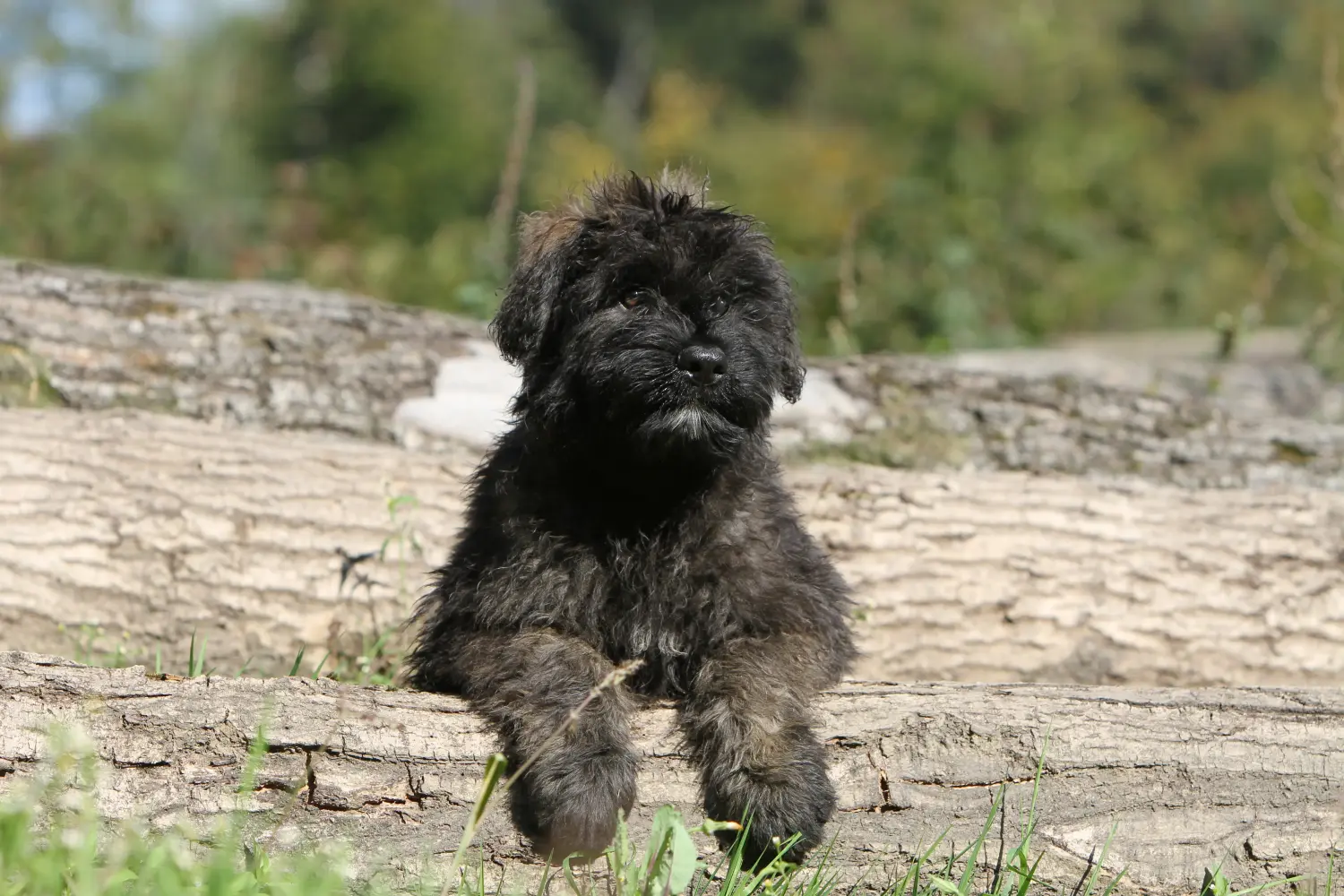 Buying a Bouvier des Flandres puppy means taking responsibility! Buy Bouvier des Flandres puppies.