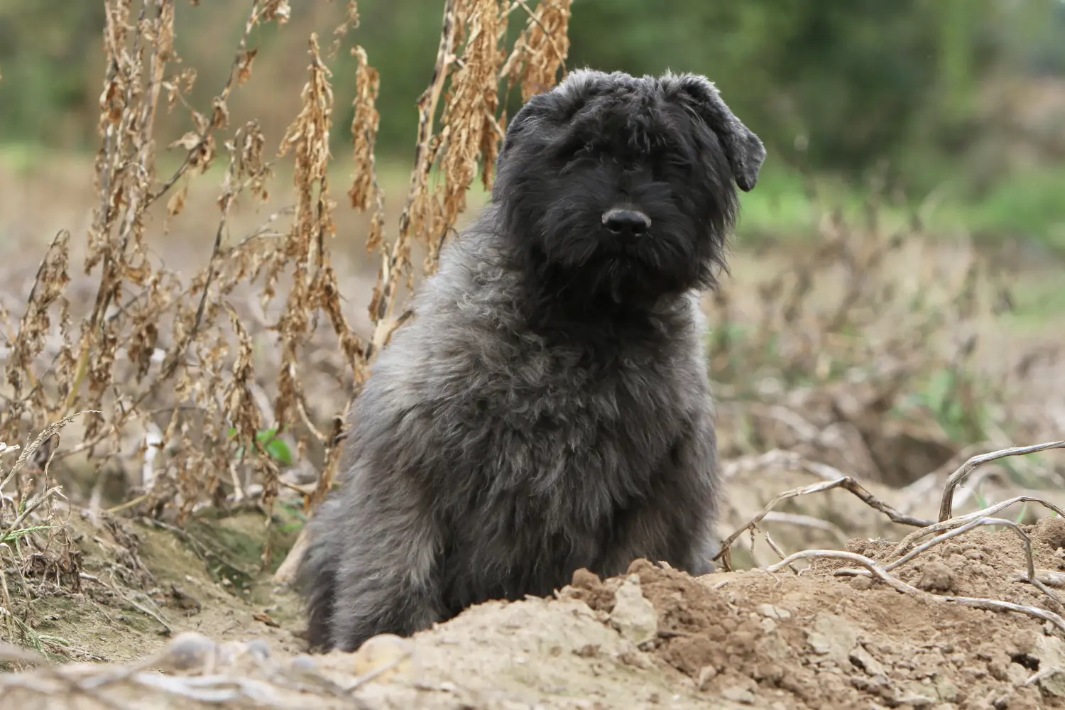 Buying a Bouvier des Flandres puppy means taking responsibility! Buy Bouvier des Flandres puppies.
