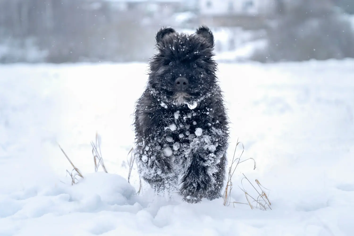 Buying a Bouvier des Flandres puppy means taking responsibility! Buy Bouvier des Flandres puppies.