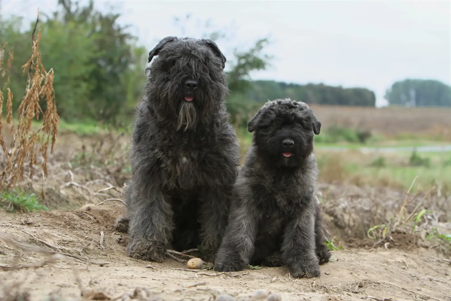 Buying a Bouvier des Flandres puppy means taking responsibility! Buy Bouvier des Flandres puppies.