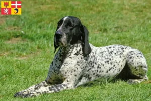 Read more about the article Braque d’Auvergne breeders and puppies in Auvergne-Rhône-Alpes