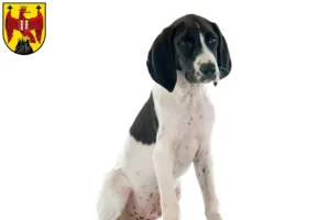 Read more about the article Braque d’Auvergne breeders and puppies in Burgenland