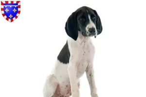 Read more about the article Braque d’Auvergne breeders and puppies in Centre-Val de Loire