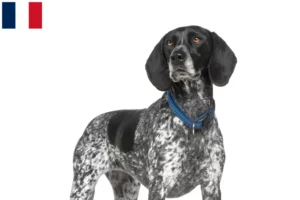 Read more about the article Braque d’Auvergne breeders and puppies in Guadeloupe
