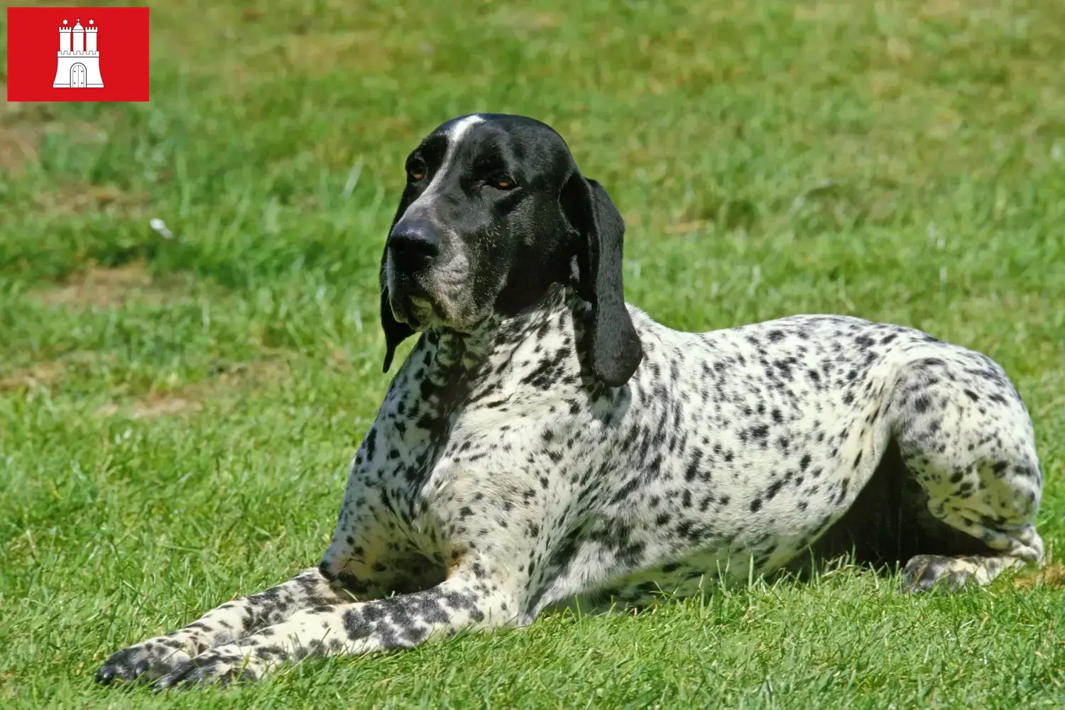 Braque d'Auvergne puppies and breeders Hamburg Here you will find Braque d'Auvergne breeders in Hamburg.