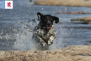 Read more about the article Braque d’Auvergne breeders and puppies in Nouvelle-Aquitaine