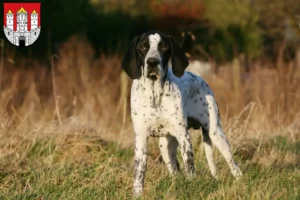 Read more about the article Braque d’Auvergne breeders and puppies in Salzburg