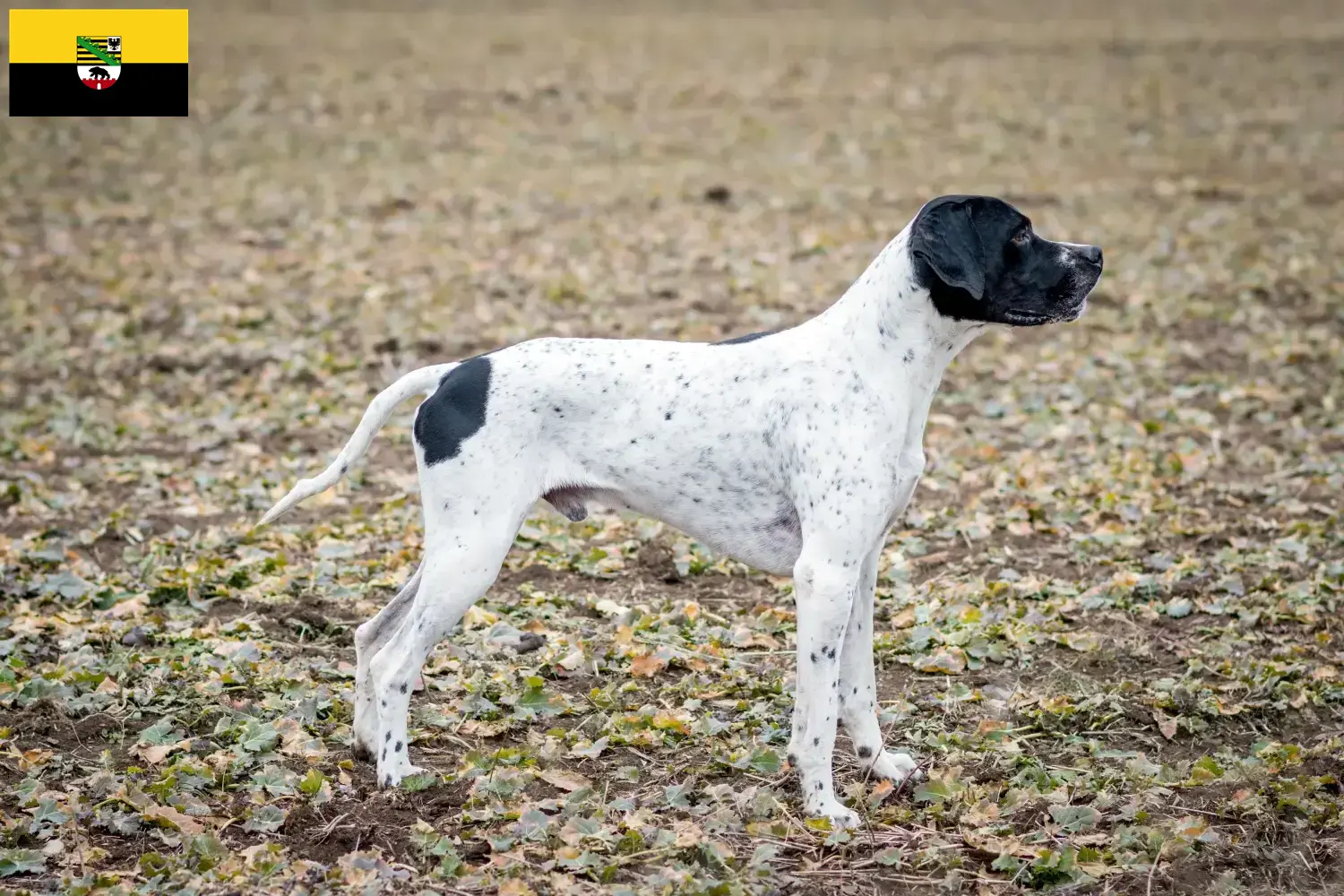 Braque d'Auvergne puppies and breeders Saxony-Anhalt Here you will find Braque d'Auvergne breeders in Saxony-Anhalt.
