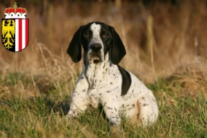 Read more about the article Braque d’Auvergne breeders and puppies in Upper Austria
